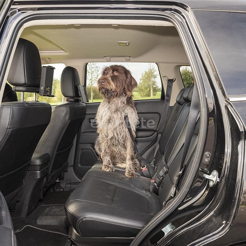 Safety belt with dog leash for motorhome or car  - 310017 - Eurotete